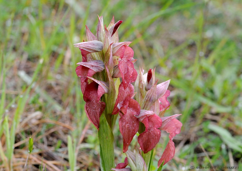 Orchidee del Chianti - Ophrys sphegodes e altre...